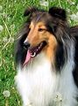 devotedtodogs.ca