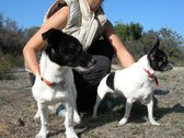 Vetra-Pet.net