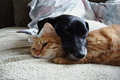 Vetra-Pet.net